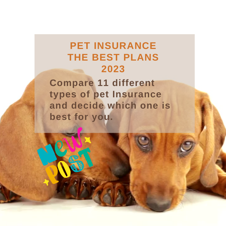 Should You Get Pet Insurance? - Robbyn Battles The House Agent